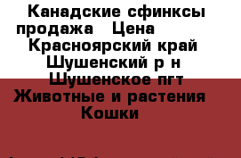 Канадские сфинксы продажа › Цена ­ 5 000 - Красноярский край, Шушенский р-н, Шушенское пгт Животные и растения » Кошки   
